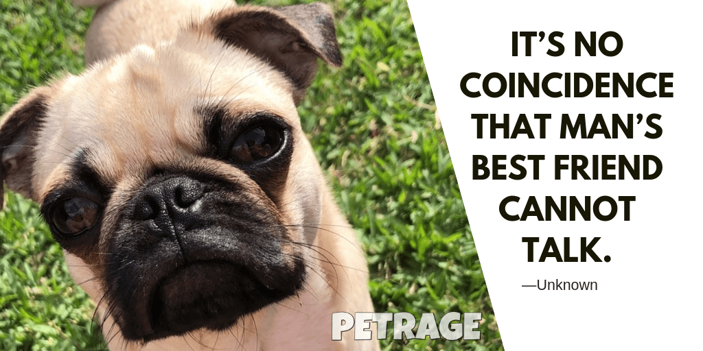 best-dog-quotes-petrage-9