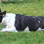 Bull Terrier Dog Breed Quiz