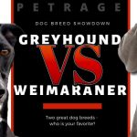 Greyhound vs Weimaraner Showdown