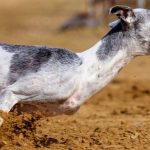 Greyhound Dog Breed Quiz