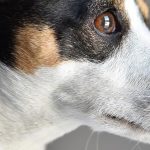 Jack Russell Terrier Dog Breed Quiz