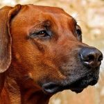 Rhodesian Ridgeback Dog Breed Quiz