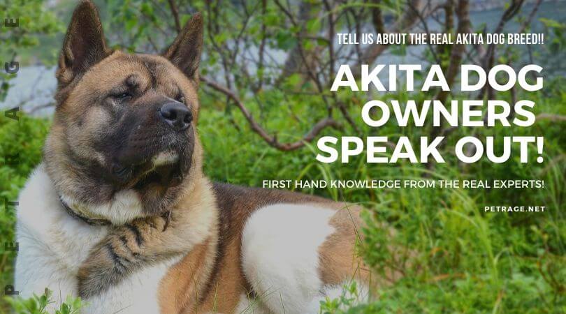 akita owners speak to the dog world petrage (1)
