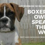 Boxer Dog Owners Speak to the Dog World!