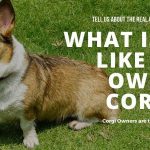 Corgi Owners Speak Out-The REAL Corgi Dog Breed!