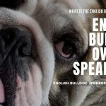English Bulldog Owners Speak Out-The REAL English Bulldog Breed!