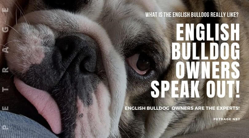 english bulldog owners speak out the real experts petrage