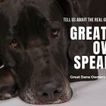 Great Dane Owners Speak Out-The REAL Great Dane Dog Breed!