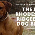 Rhodesian Ridgeback Owners Speak Out-The REAL Rhodesian Ridgeback Dog Breed!