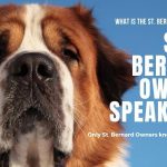 St. Bernard Owners Speak Out-The REAL St. Bernard Breed!