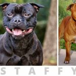 Staffy Owners Speak Out-The REAL Staffordshire Bull Terrier Dog Breed!