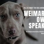 Weimaraner Owners Speak Out-The REAL Weimaraner Dog Breed!