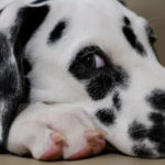 Are You a Pure Bred Dalmatian Owner?