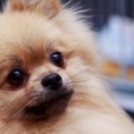 Are You a Pure Bred Pom Owner?