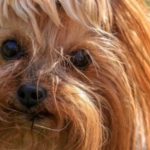 Are You a Pure Bred Yorkie Owner?