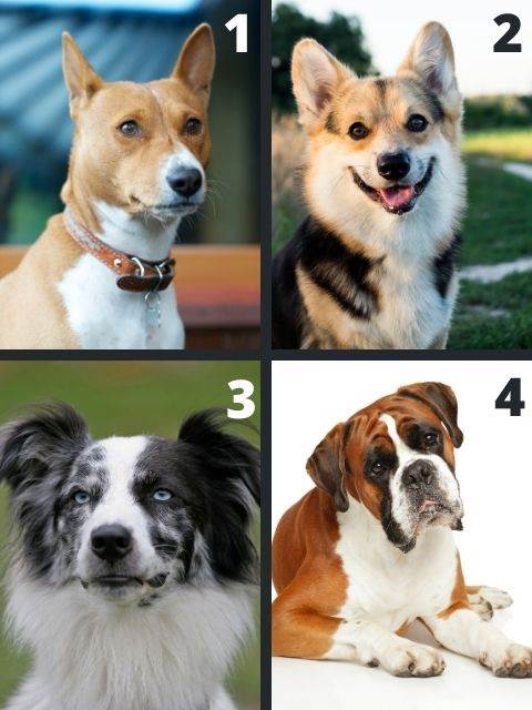 basenji personality quiz all dogs 4