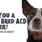 Are You a Pure Bred ACD Owner?