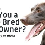 Are You a Pure Bred GSP Owner?