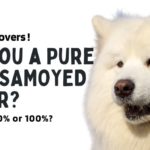 Are You a Pure Bred Samoyed Owner?