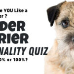 Are You a Pure Bred Border Terrier Owner?