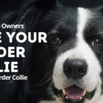 Border Collie Owners Speak Out-The REAL Border Collie Breed