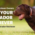 Labrador Retriever Owners Speak Out-The REAL Labrador Retriever Breed