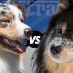 Battle of the Breeds Australian Shepherd vs Finnish Lapphund