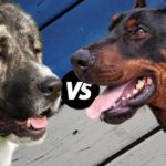 Battle of the Breeds Caucasian Shepherd vs Doberman Pinscher